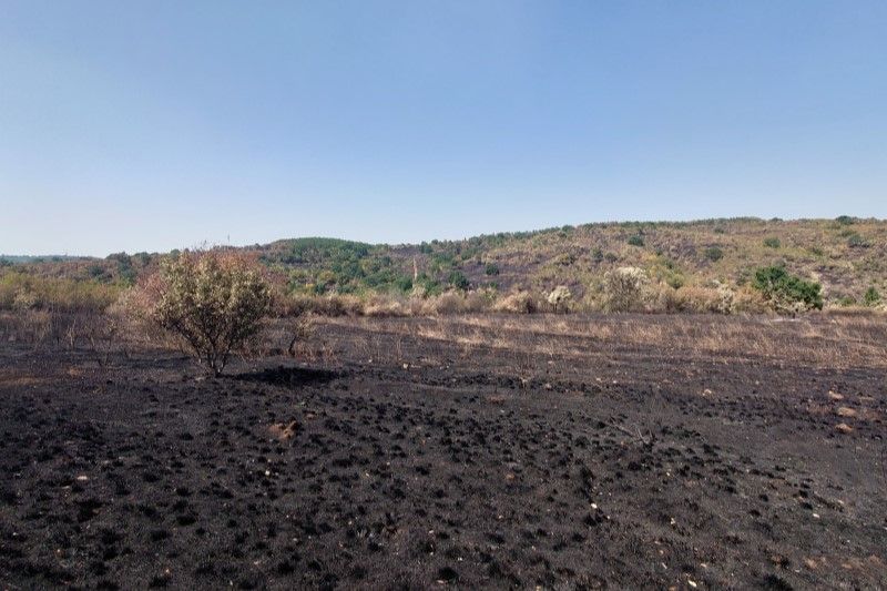 Wildfire damage in Myomimus habitat, Sakar Mountain, Bulgaria (Photo: Nedko Nedyalkov)