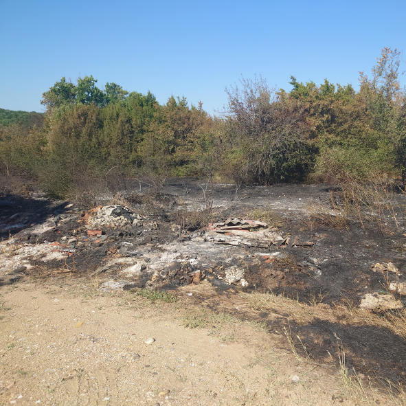 Wildfire destroys Mouse-tailed dormouse habitat