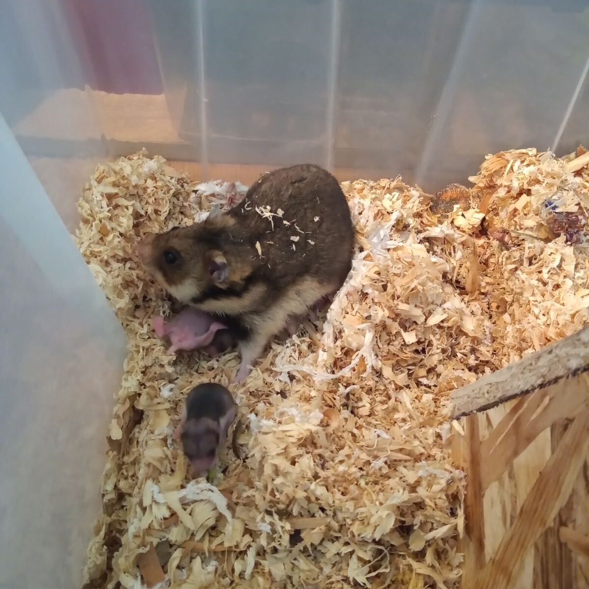 First young Romanian hamsters_June 2024 (Photo: Yassen Gensuzov)
