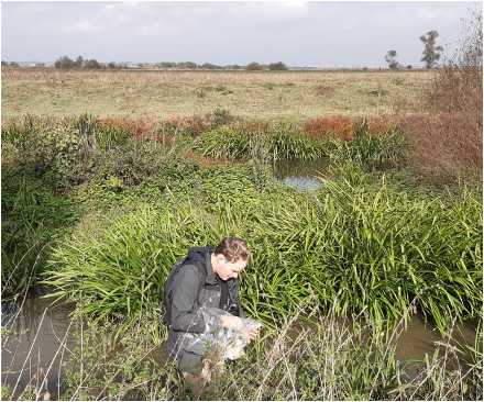 Checking live traps in one of Kosovo's wetlands (Photo: Ysk van Horssen)