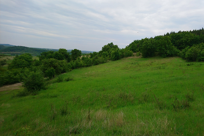 Myomimus habitat in Sakar Mountain, Bulgaria (Photo: Nedko Nedyalkov)