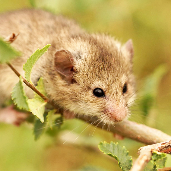 Roach's mouse-tailed dormouse (Myomimus roachi) (Photo: Nedko Nedyalkov)