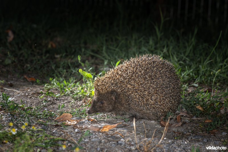 Northern white-breasted hedgehog (Erinaceus roumanicus) (Photo: Rollin Verlinde / Vilda)
