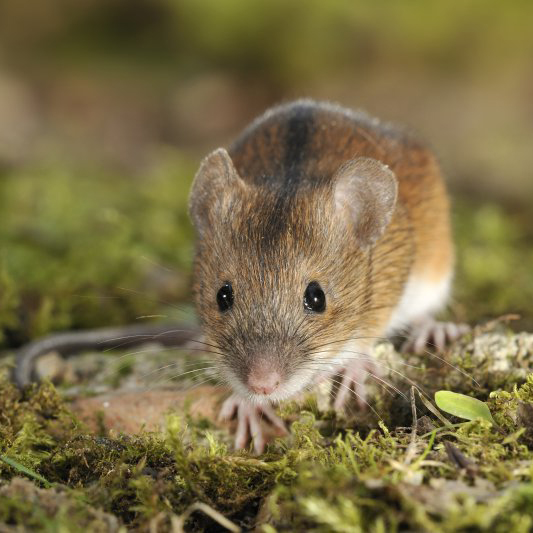 Small mammal research in Kosovo