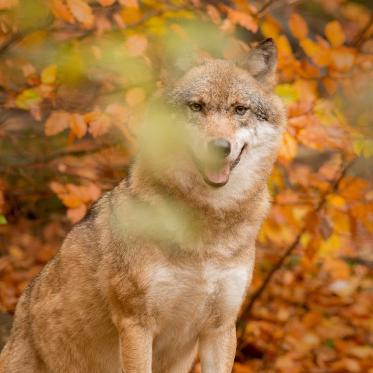 Wolf (Canis lupus) (Photo: Lars Soerink / Vilda)