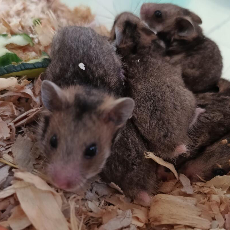 Endemic Romanian hamster successfully bred in captivity