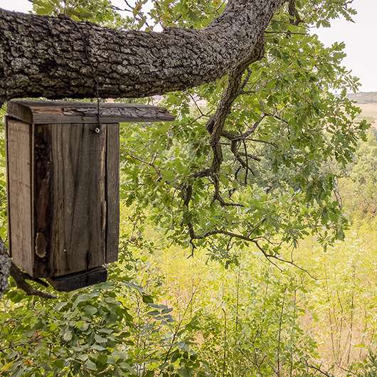 Grant for Mouse-tailed dormouse project